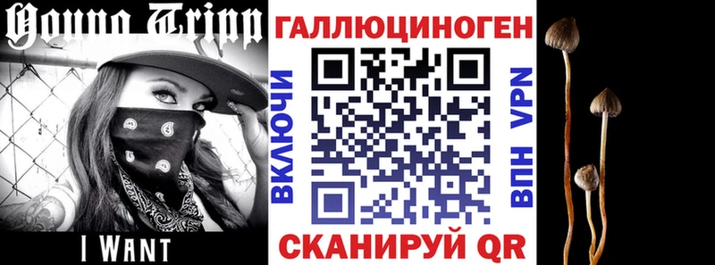 где можно купить   Кондрово  Псилоцибиновые грибы Magic Shrooms 